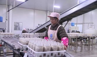 西南地區(qū)最大食用菌工廠化項目在萬盛投產，引領產業(yè)升級與融合發(fā)展